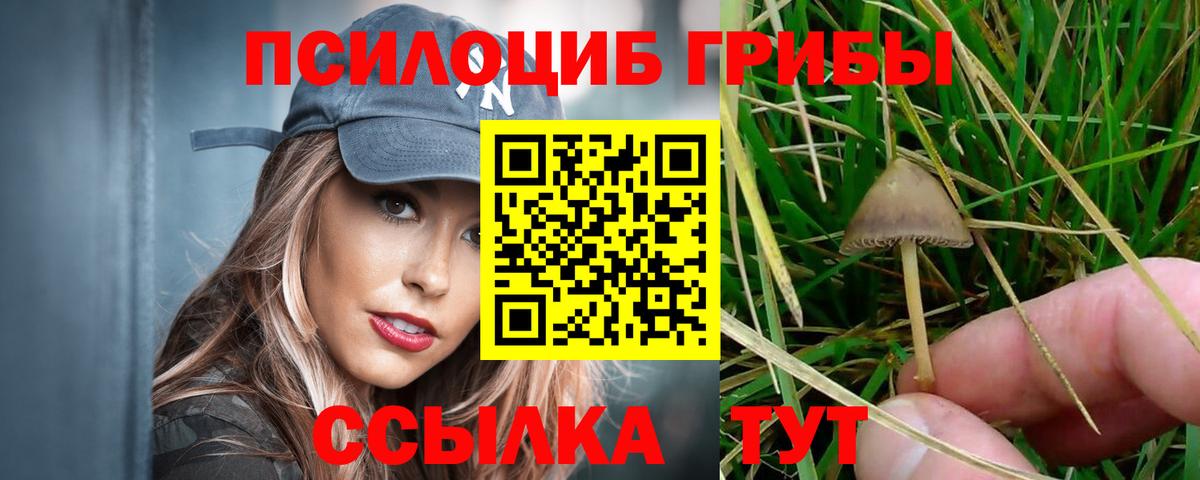 Волжск  Псилоцибиновые грибы мицелий  Вход с VPN  Псилоцибиновые грибы GOLDEN TEACHER 